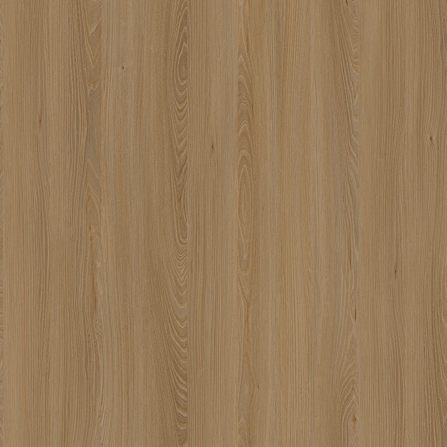 E11032 Elm Caucasus