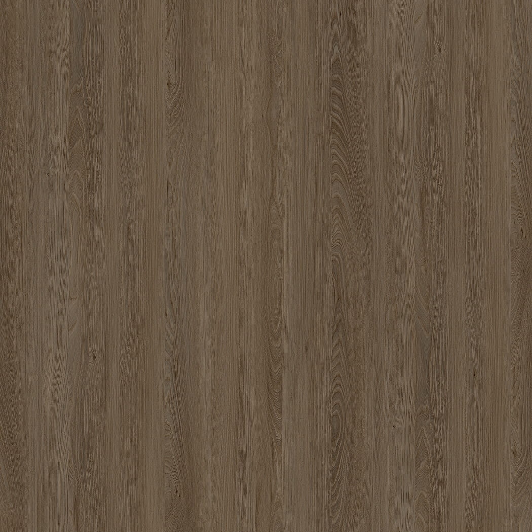 E11032 Elm Caucasus
